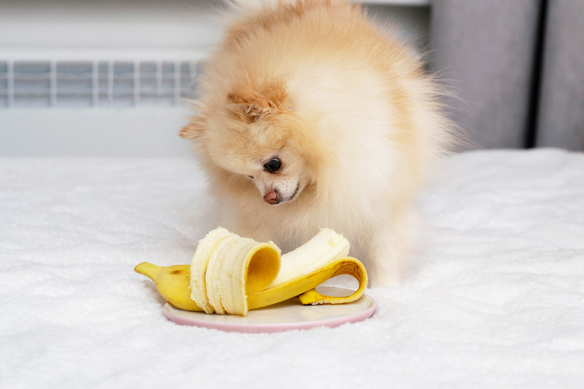 犬 バナナ