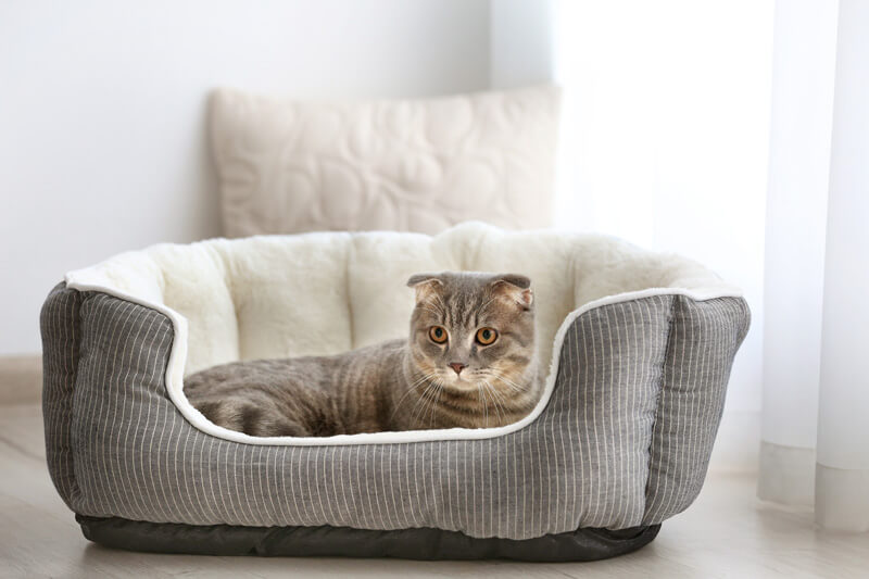 子猫用ベッド