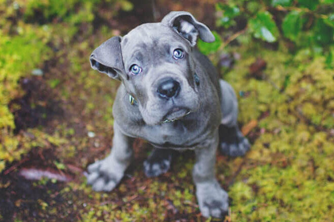 子犬を飼う