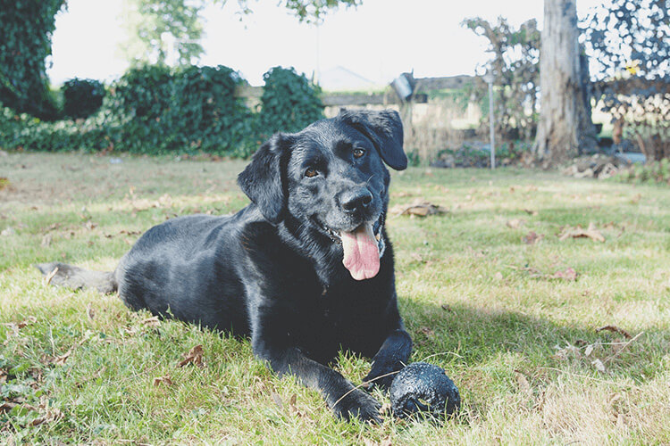 肥満犬 危険