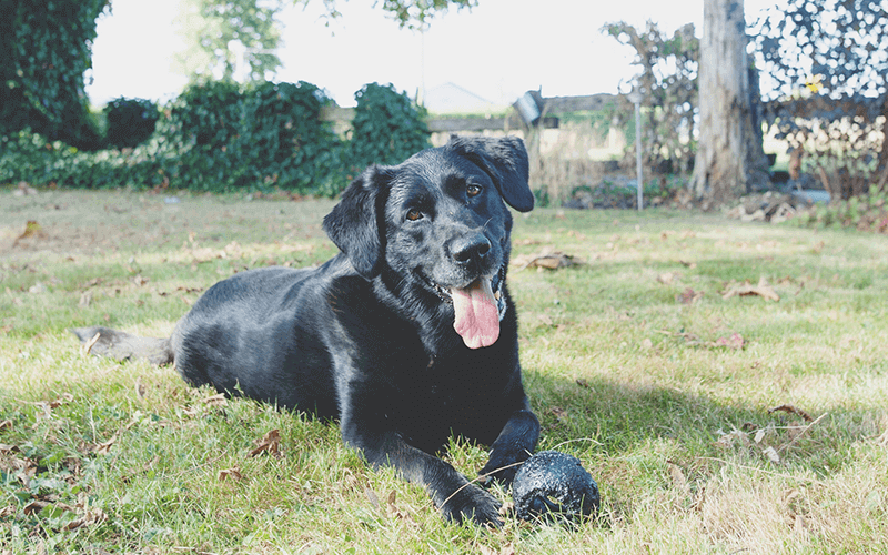 肥満犬 危険