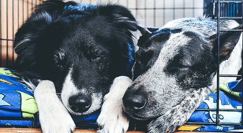 犬にクレートトレーニングをするべき６つの理由 グローバル ペット ニュートリション