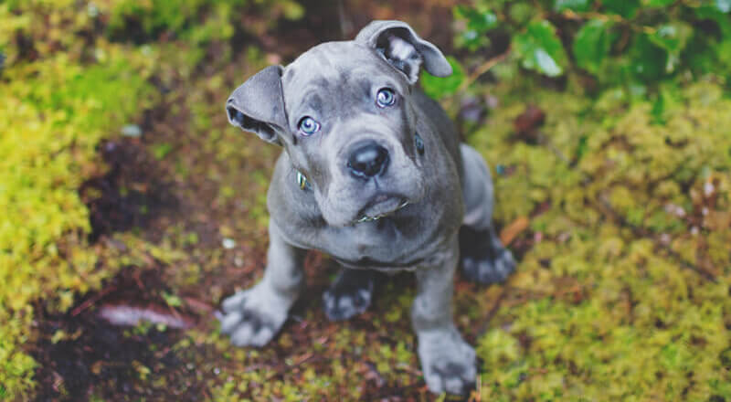 子犬 飼う