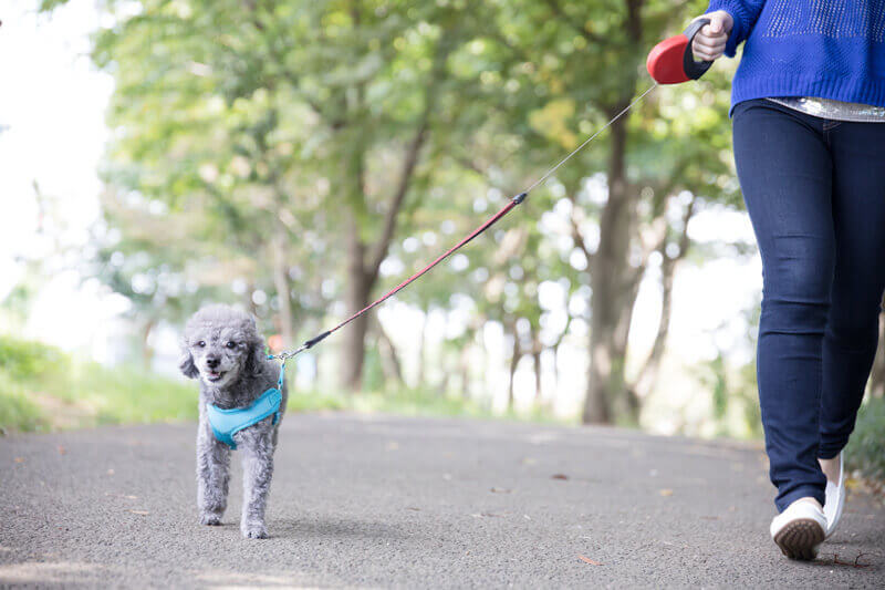 犬 運動量