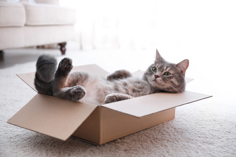猫 ダンボール箱