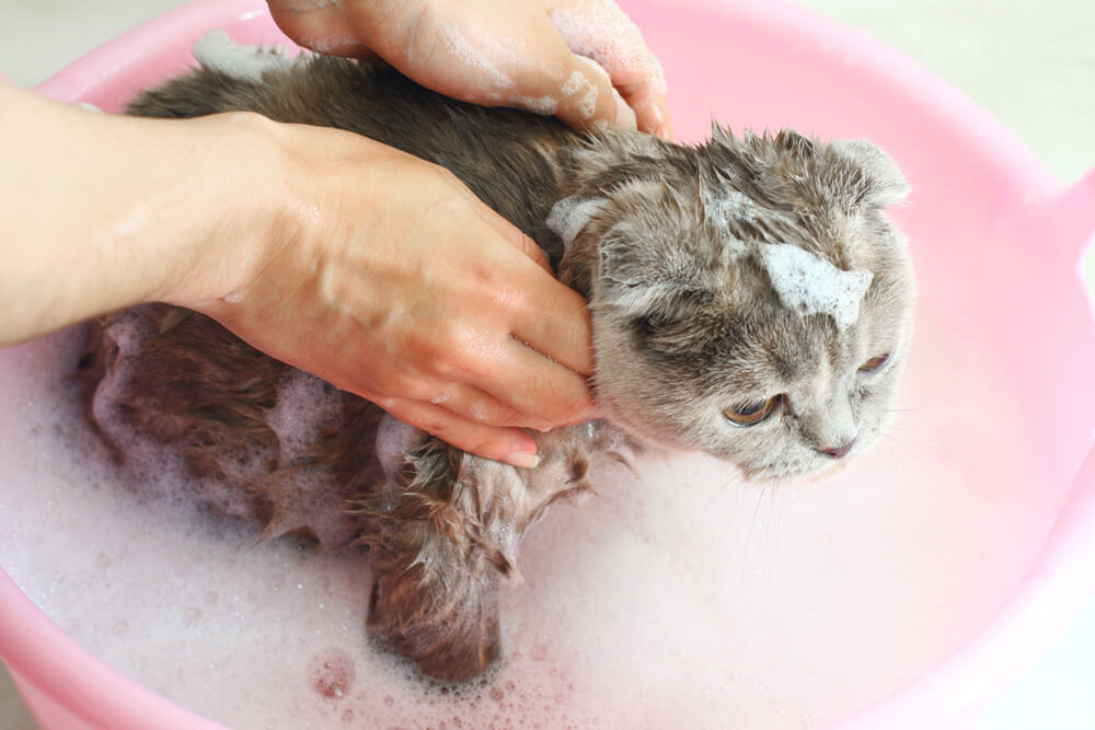 猫 お風呂
