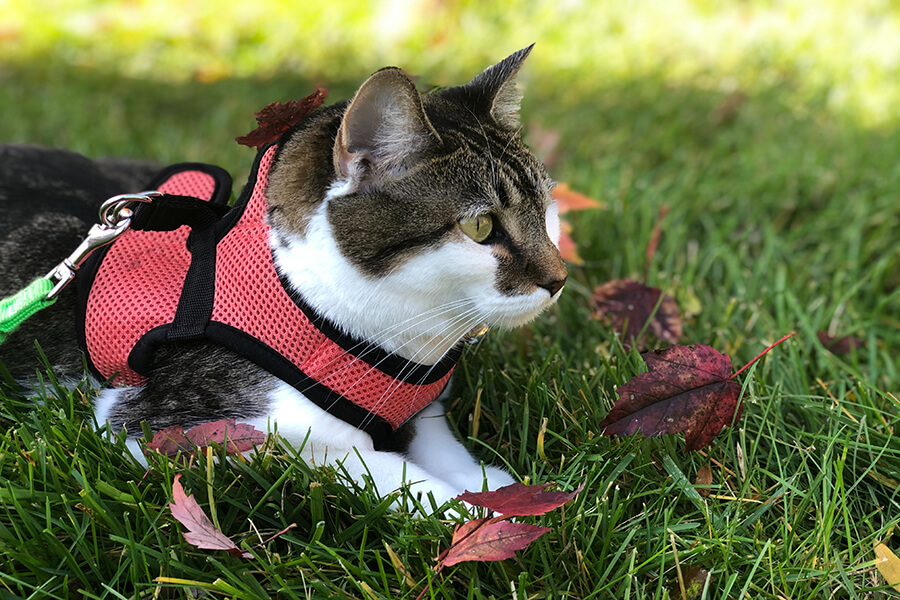 どこで猫を飼いますか？