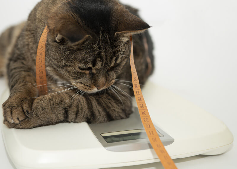 猫の理想体重
