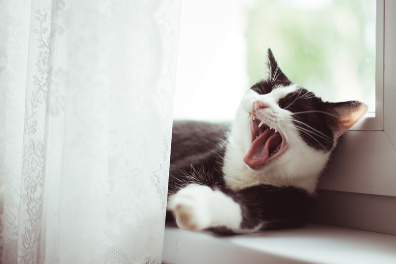 猫 歯 トラブル