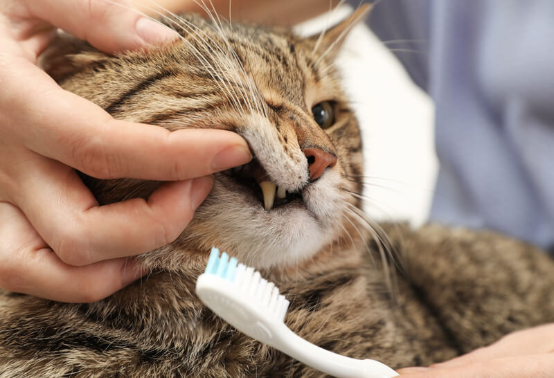 自宅での猫の歯磨き・デンタルケア