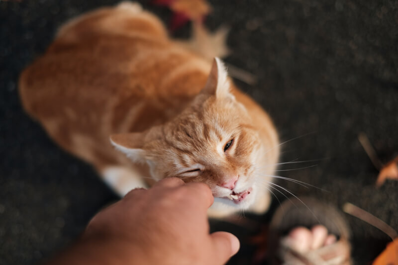 あなたの猫についてよく知ろう