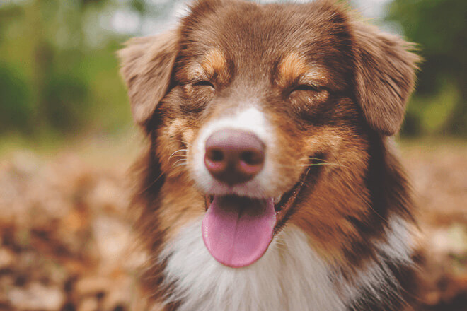 犬の歯