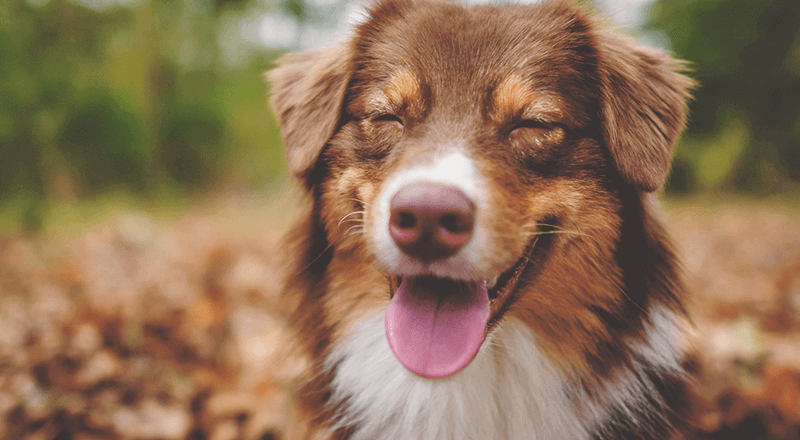 近所 犬