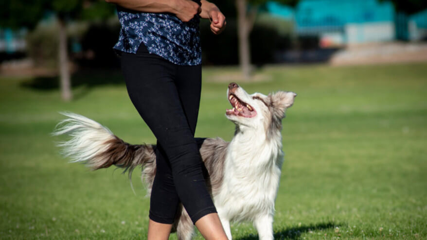 犬 怖がり