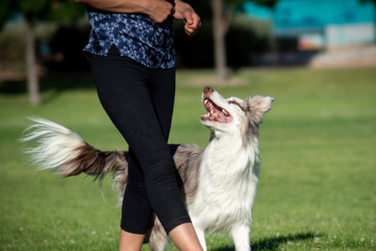 犬 トレーニング