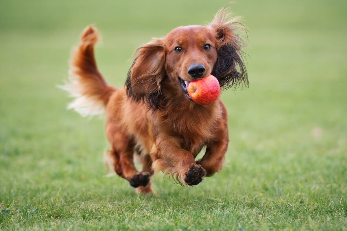 犬 りんご