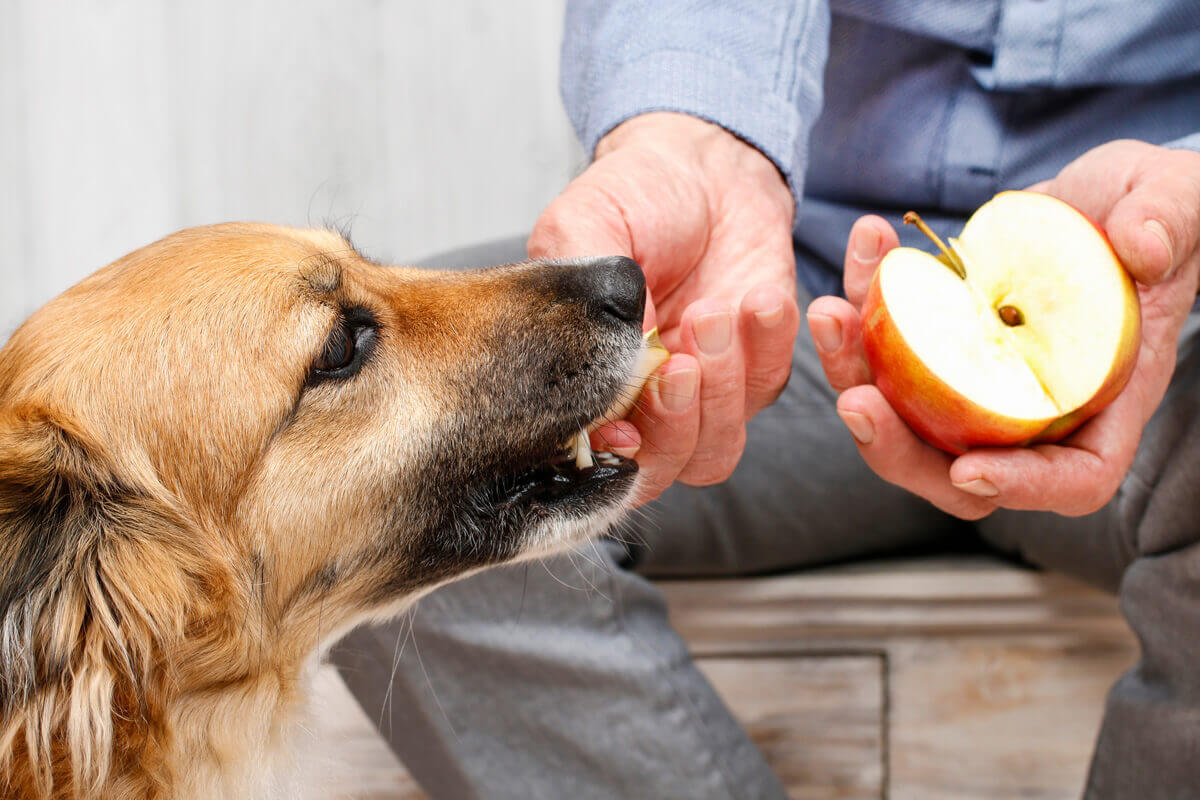 犬はりんごを食べても大丈夫