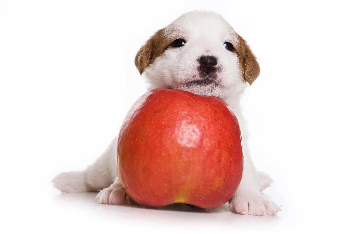 犬にりんごを与える際の注意点