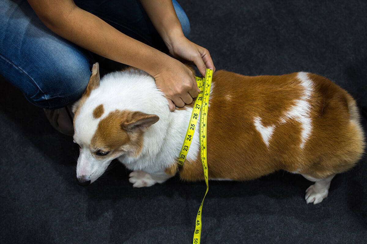 犬 急性膵炎