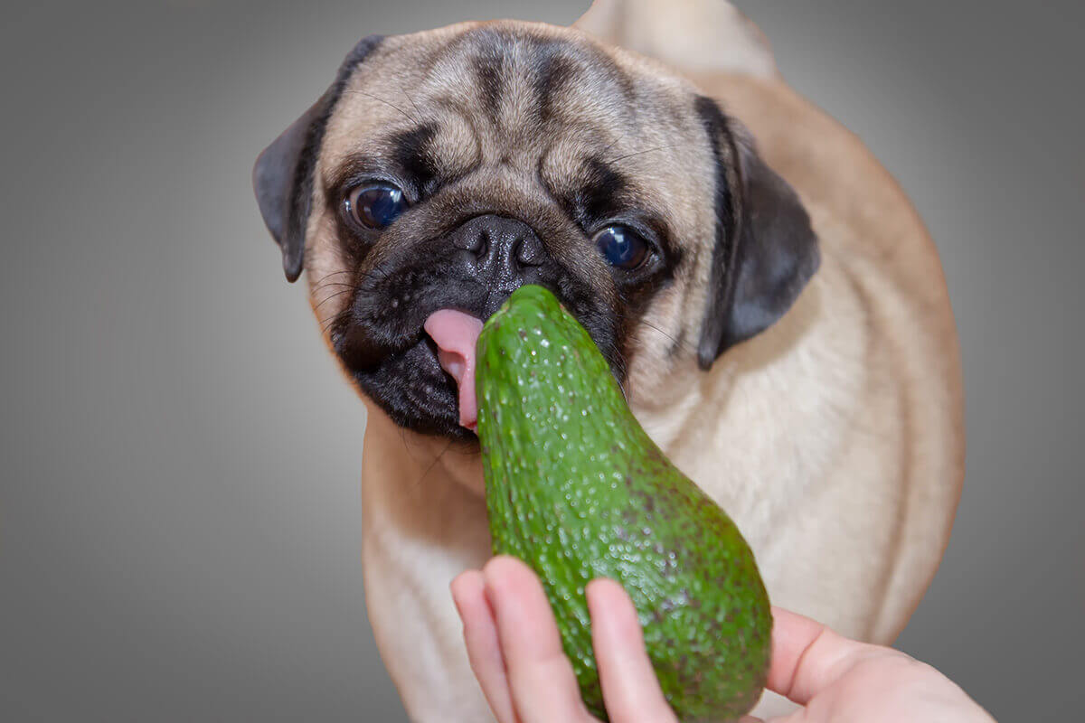 犬がアボカドを食べてしまったときの対処法