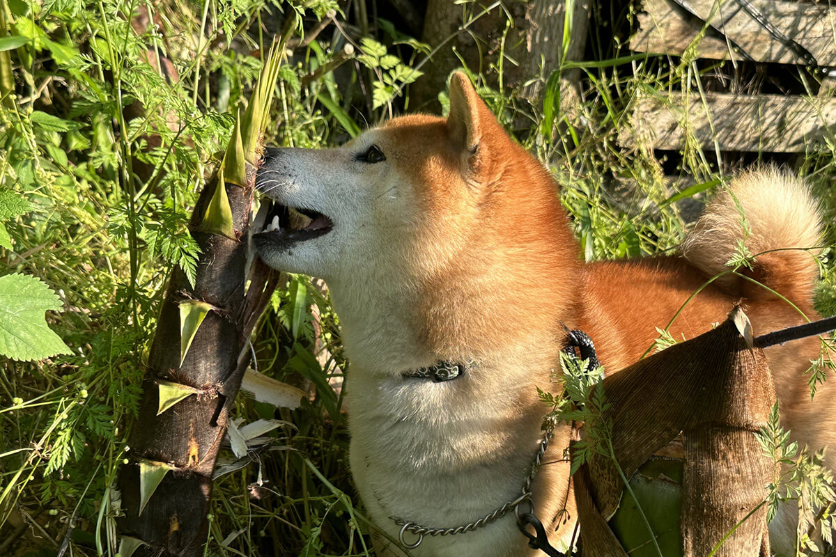 犬はたけのこを食べても大丈夫