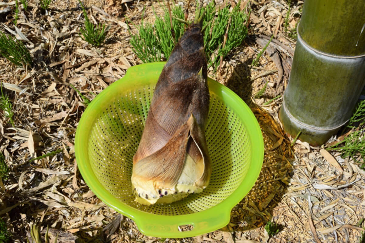 犬はたけのこを食べても大丈夫