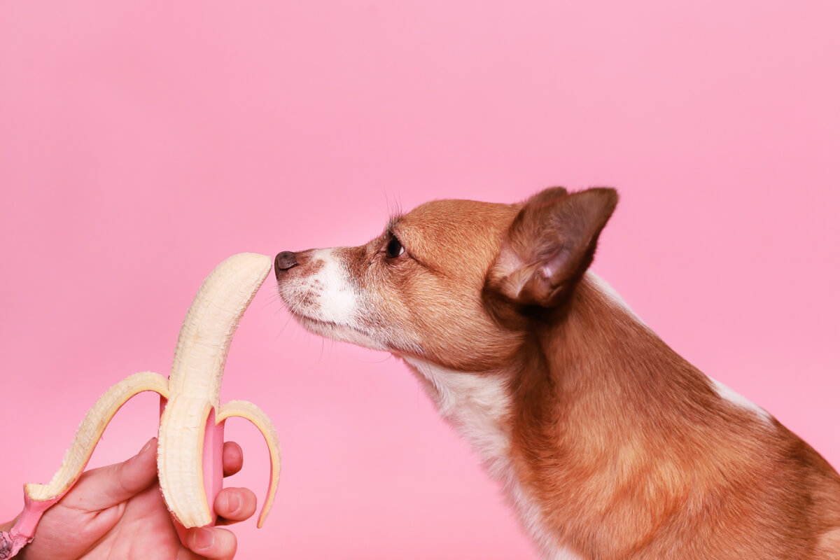犬 バナナ 食べても大丈夫
