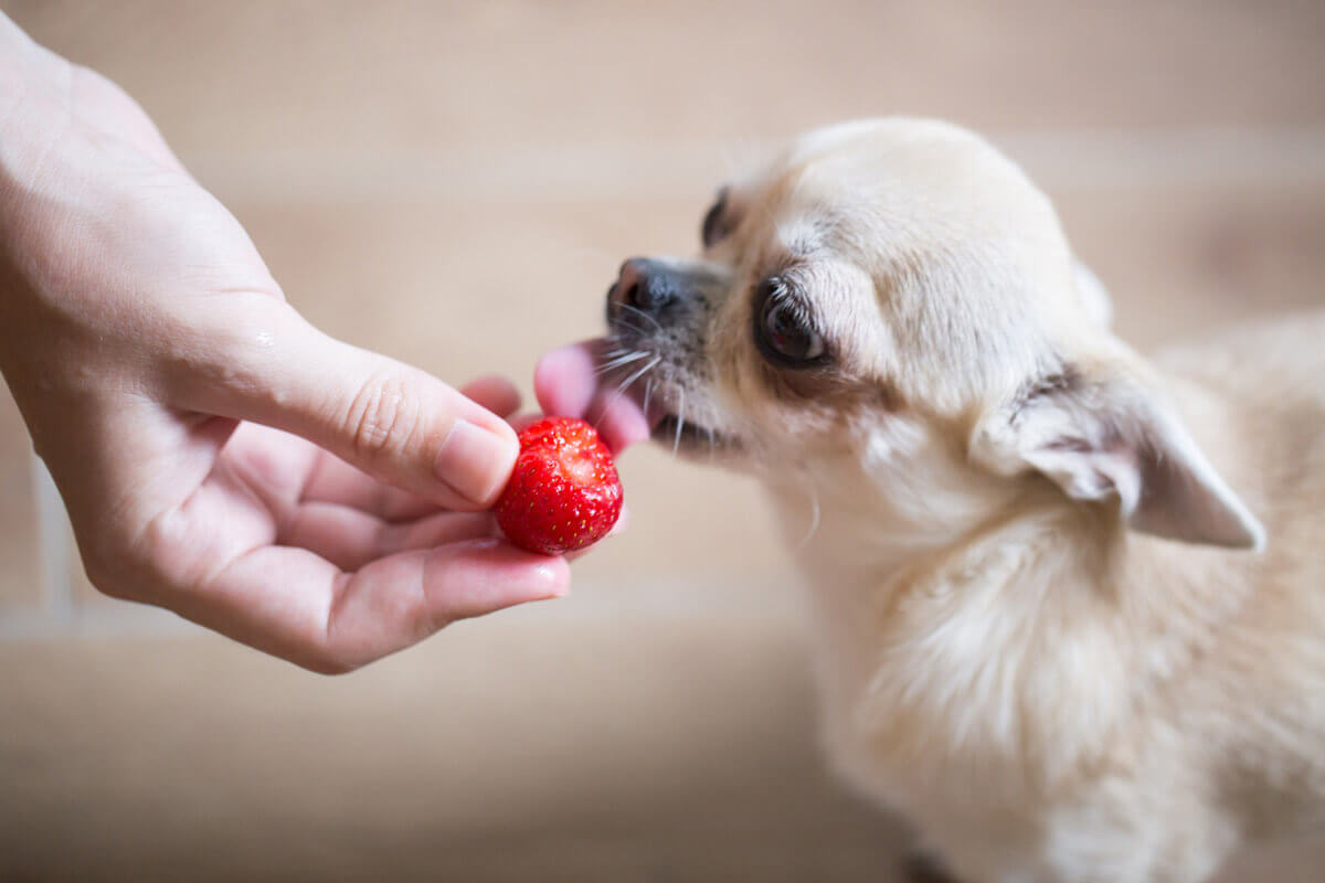 犬にベリー類を与える方法