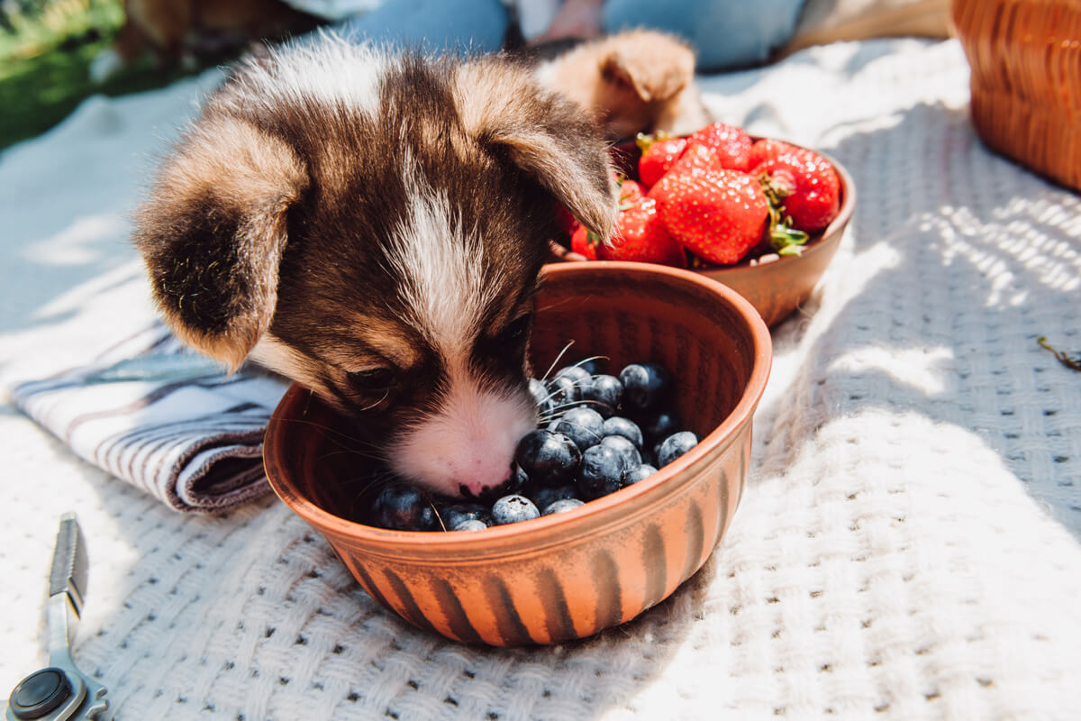 犬にベリー類を与えるときの適量