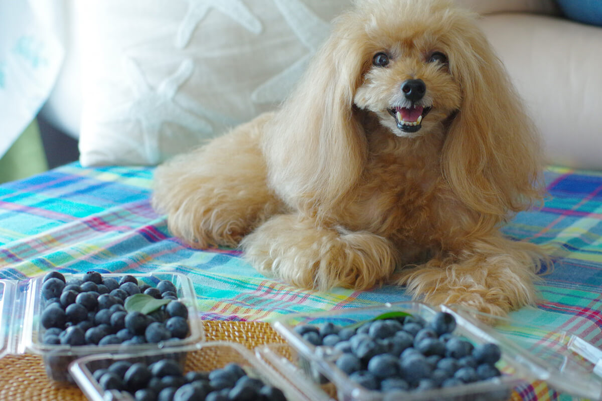 犬はブルーベリーを食べても大丈夫