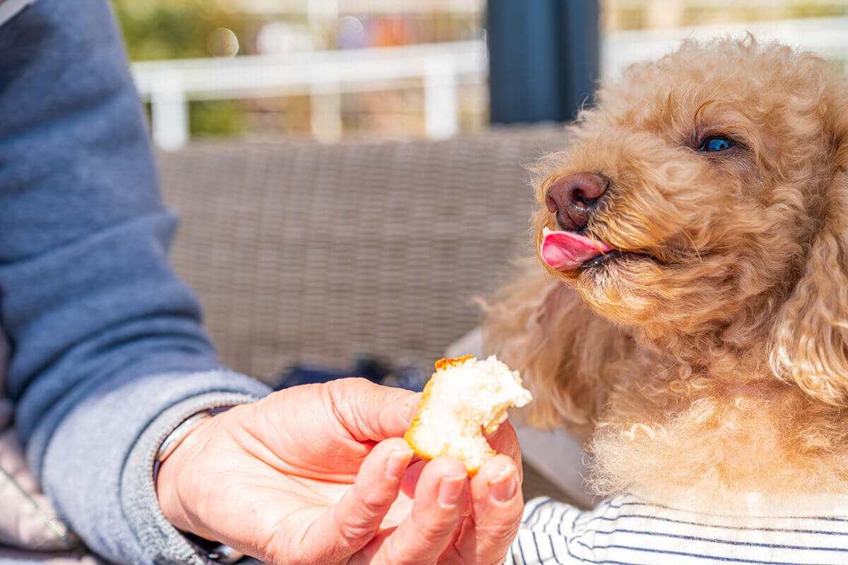 犬 パン