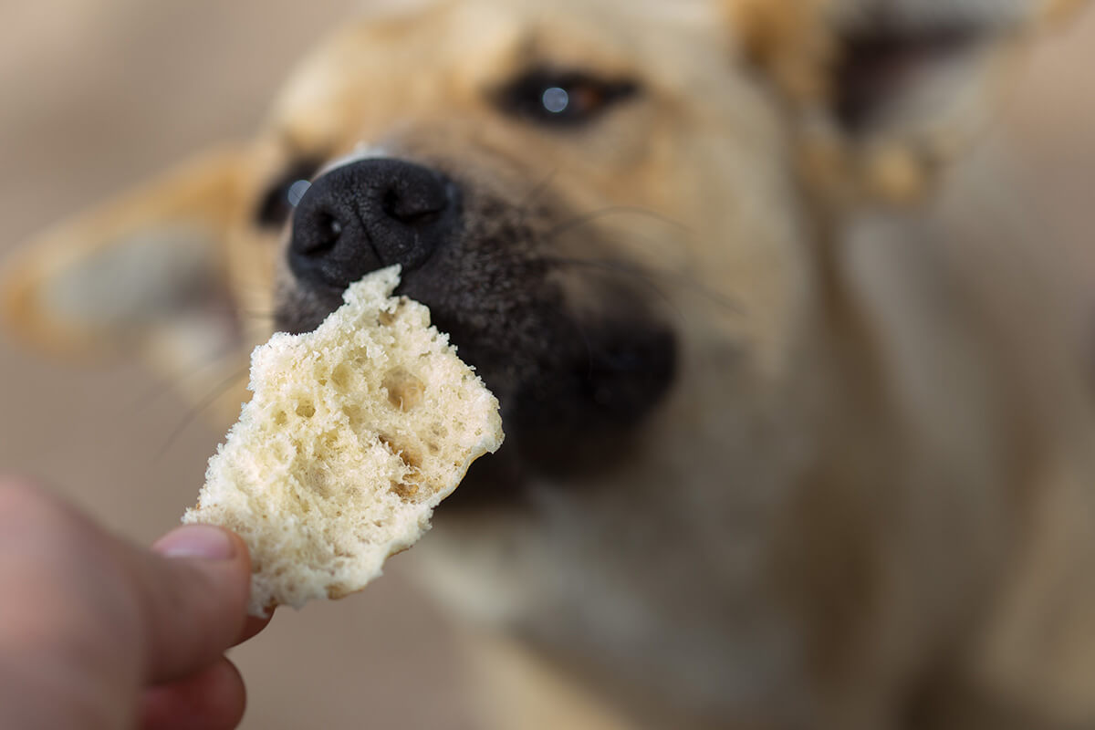 まとめ：パンは犬に与えてもよいのプレーンなパンのみ