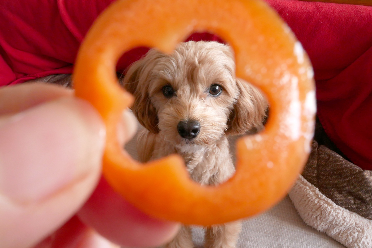 犬 にんじん