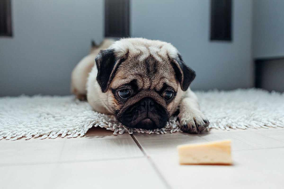 犬にチーズを与えてもよい量