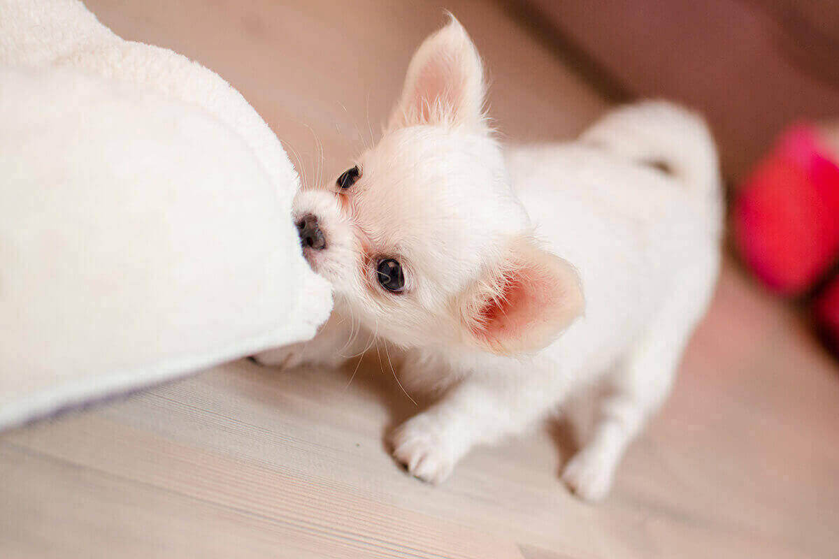 子犬や老犬にチーズ