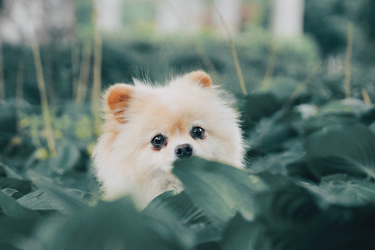 犬 さくらんぼ