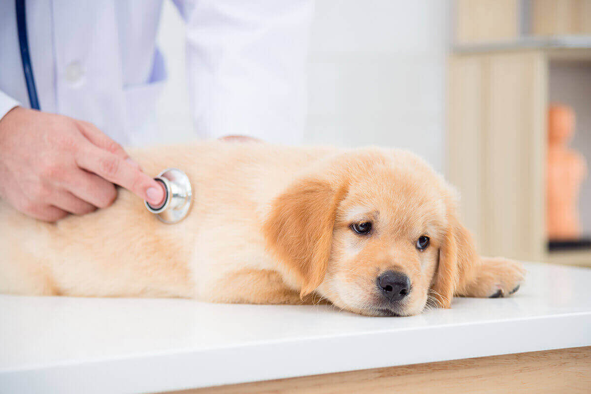 犬 さくらんぼ