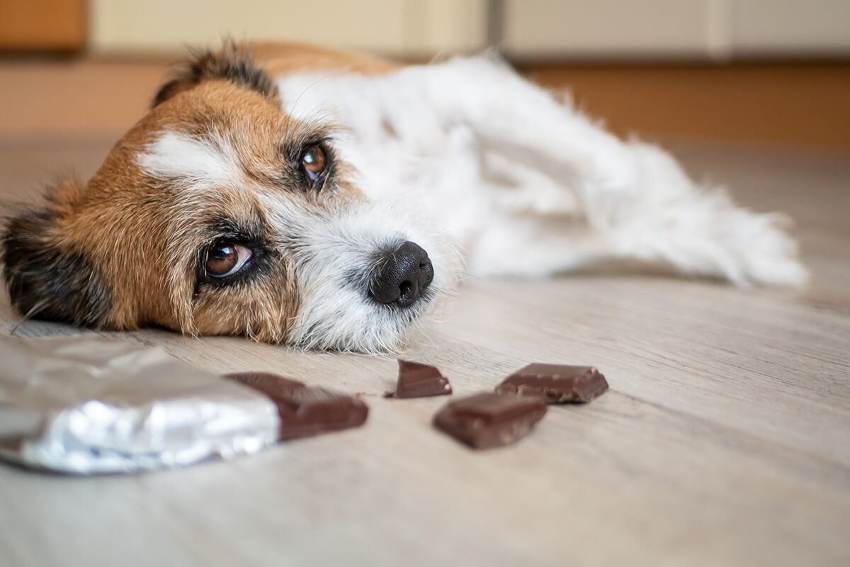 犬 チョコレート