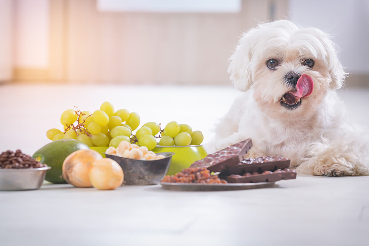 犬 チョコレート