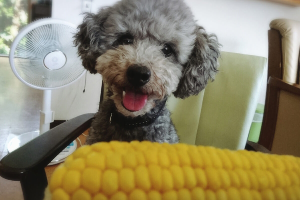 犬はとうもろこしを食べても大丈夫