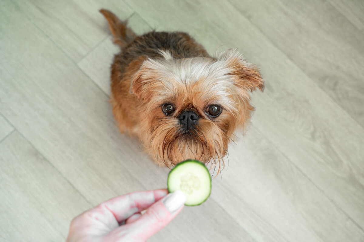 犬 きゅうり