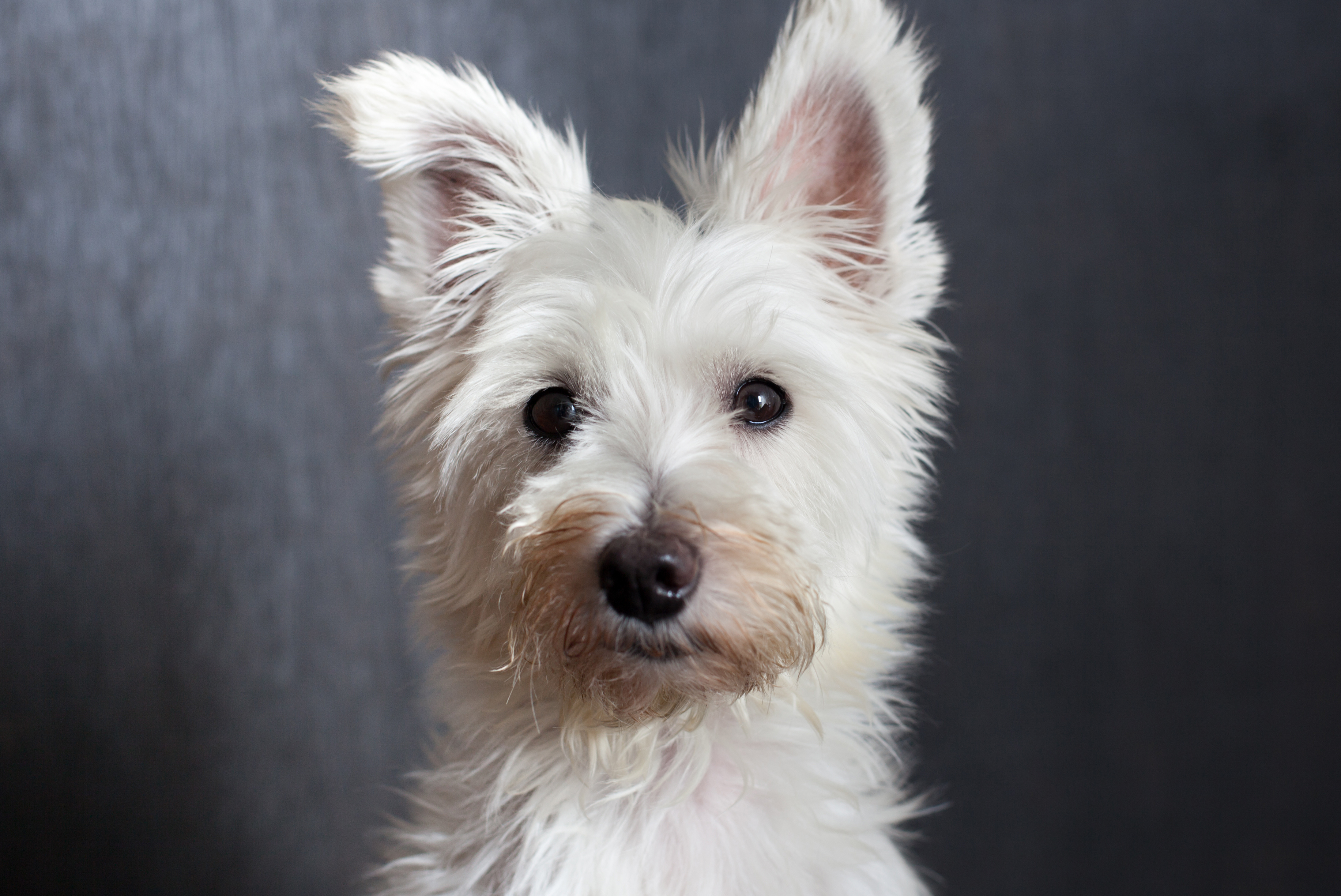 【獣医師監修】犬のフケが出ないように予防はできる？犬のフケが出る原因や予防について解説