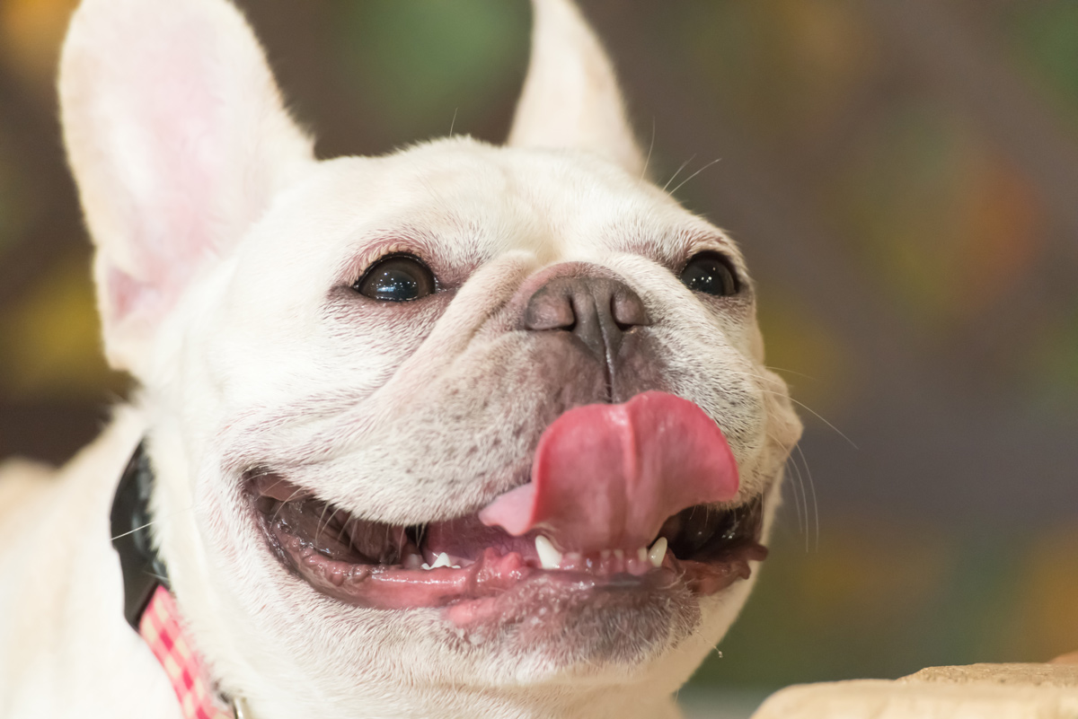 犬のフケはどうしたら良くなる？予防はできる？