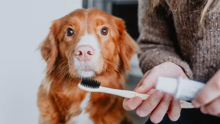 犬 デンタルケア