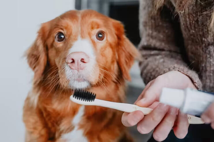 犬 デンタルケア