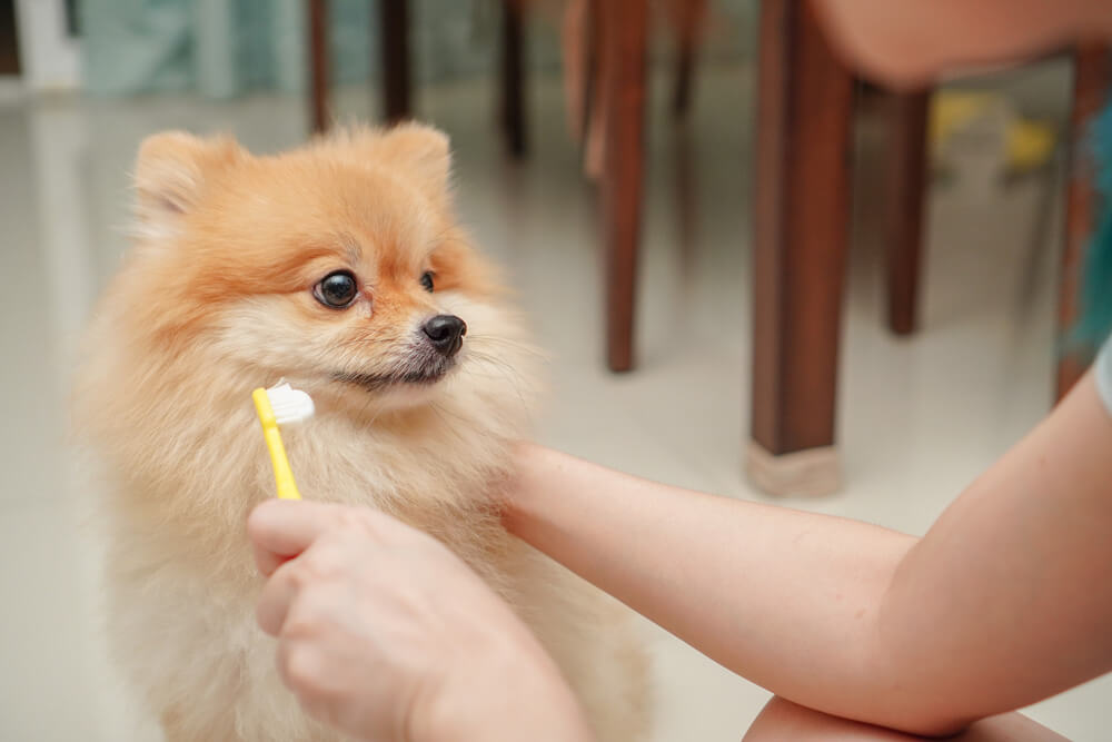 犬 デンタルケア