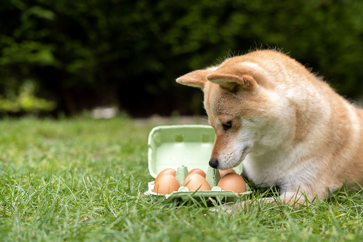 犬 卵