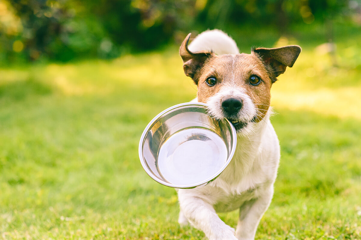 犬はえのきを食べても大丈夫