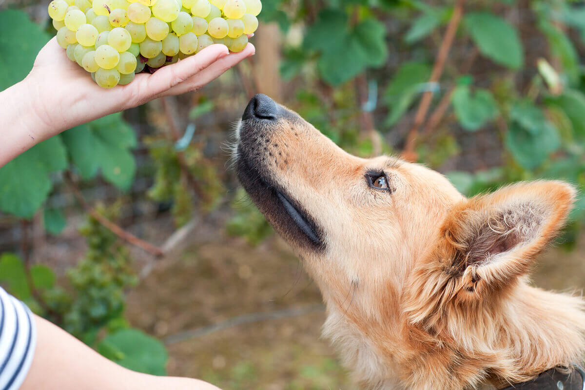 犬 ぶどう 危険