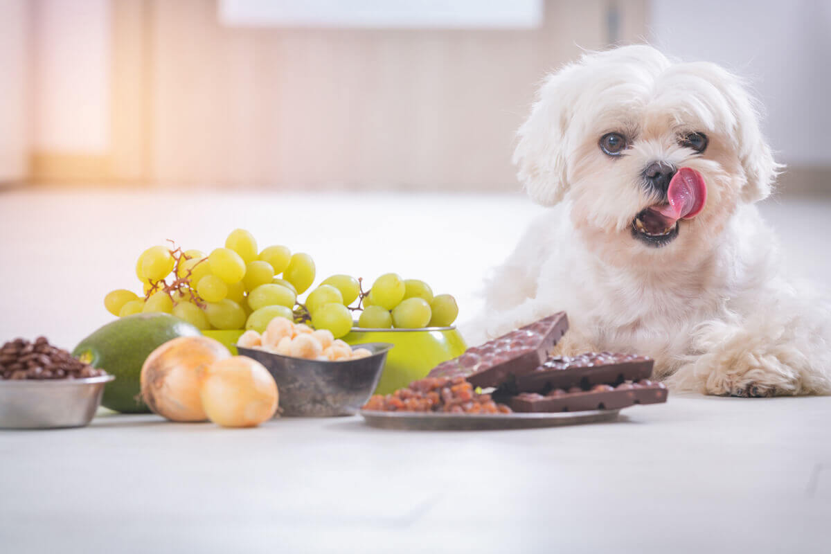 もし犬がぶどうを食べてしまったら